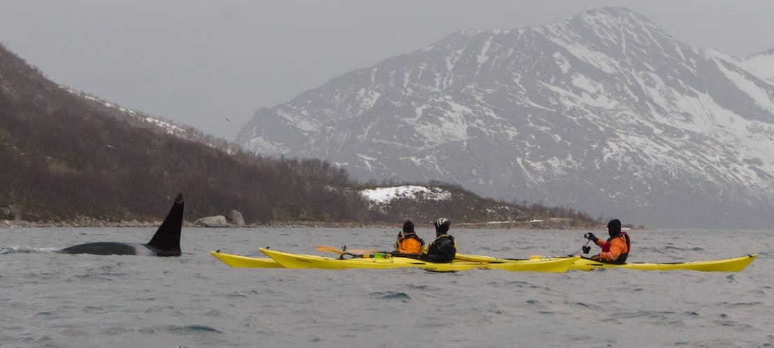 rencontre baleine kayak