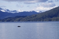 Baleine à bosses Whale Bay