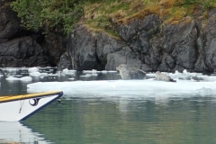 Phoque kayak de mer Alaska