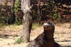 KOMODO-KAYAKING-BEST-BUDDY