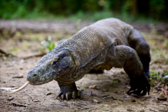 Komodo dragon, Komodo National Park, Indonesia.