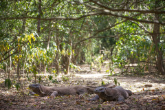 Komodo-Island-60