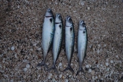 Voyage-Kayak-Norvege013