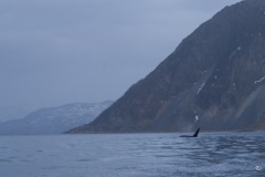 voyage-kayak-de-mer-norvege-hiver-232