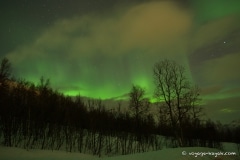 Aurores boréales Kaldfjord