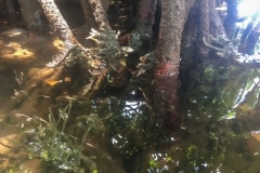 voyage-kayak-de-mer-Raja-Ampat-109