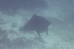 voyage-kayak-de-mer-Raja-Ampat-126