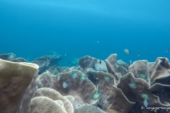 voyage-kayak-de-mer-Raja-Ampat-135
