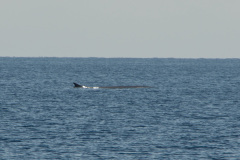 baleine-1